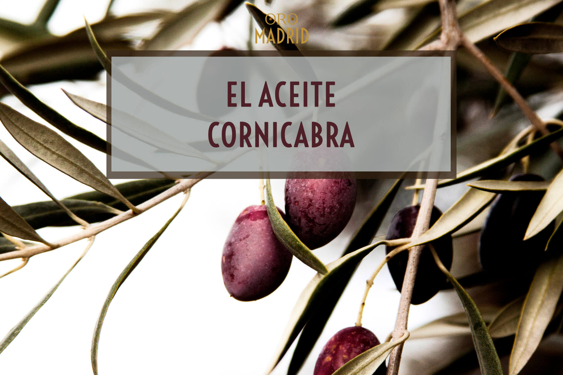 El aceite cornicabra